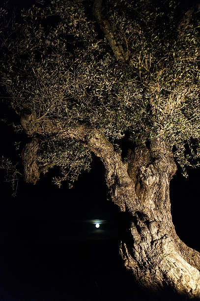 Ancient olive tree against a full moon, Spain stock photo