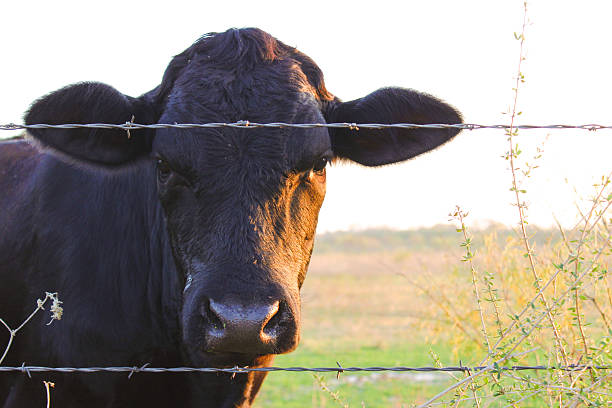 istock Black cow behind a barbed wire fence at sunset 504186174