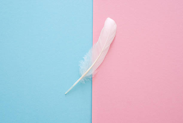istock white feather on blue and pink paper trend colors background 504186650