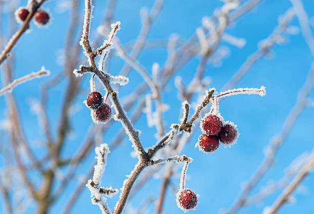 red berries covered with ice crystals stock photo