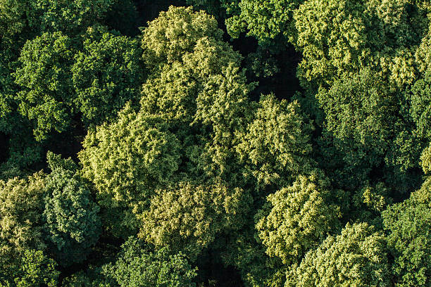istock aerial view of the forest 504187212