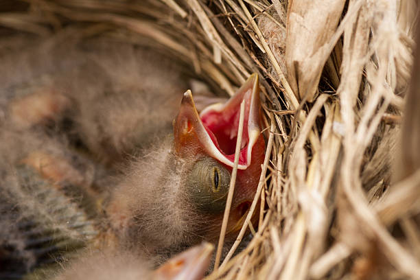 istock Baby Red Wing Blackbird 504188370