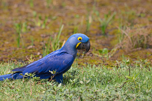 A wild Hyacinth Macaw (Anodorhynchus hyacinthinus) on the ground against a blurred natural background, Pantanal, Brazil
