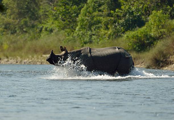 istock Indian One Horned Rhino 504190762