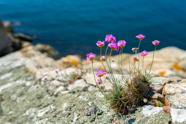 istock Swedish coastal Sea Thrift 504190984
