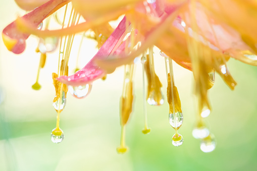 A macro view of a yellow flower petal with dew droplets on it