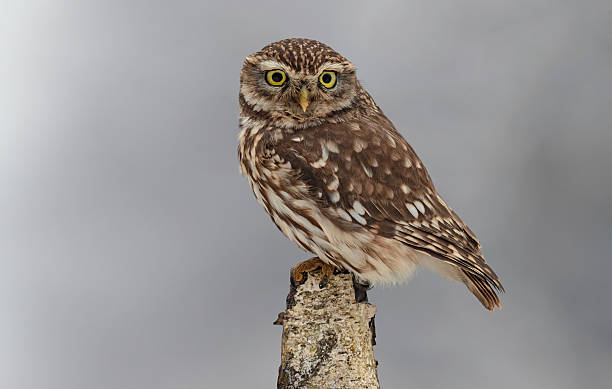 istock little owl in winter 504193360