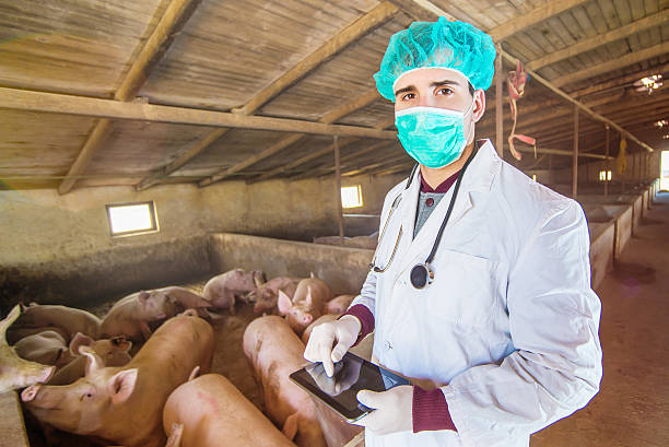 istock Veterinarian checking pigs at pigsty. 504193372