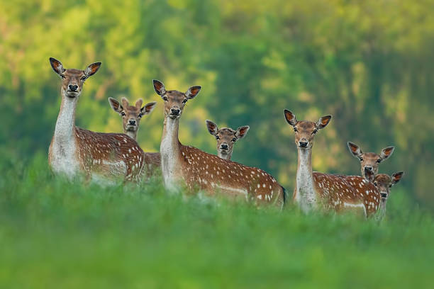 fallow deer family - doe mothers and fawn babies fallow deer family - doe mothers and fawn babies fallow deer photos stock pictures, royalty-free photos & images
