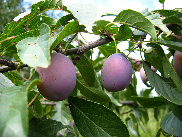 istock Fruits of plum 504194614