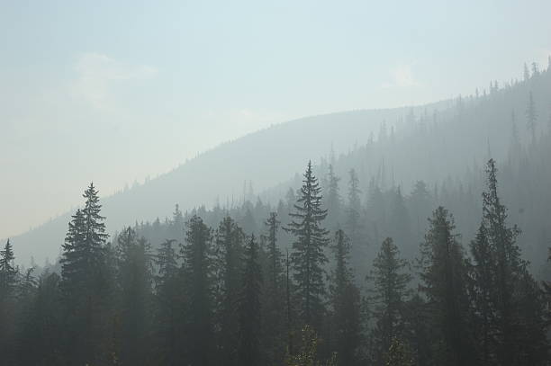 smoke from fire in washington - wildfire smoke stok fotoğraflar ve resimler