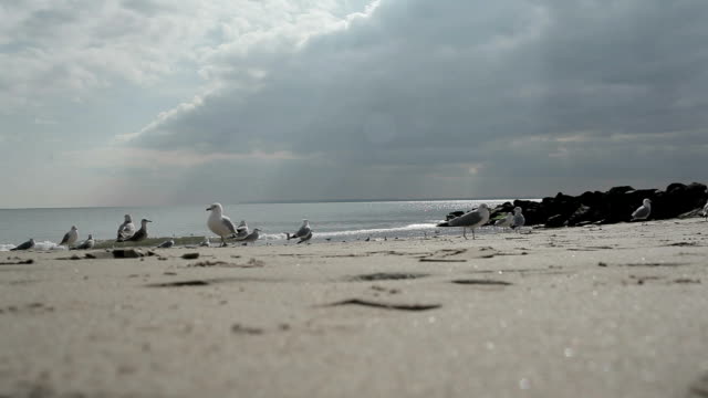 Seagull on a sandy seashore