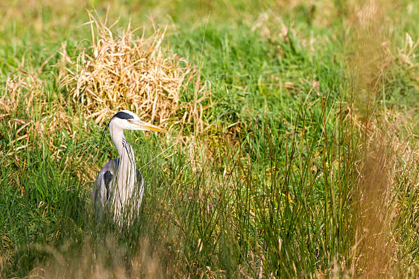 istock an heron in the field 504219504