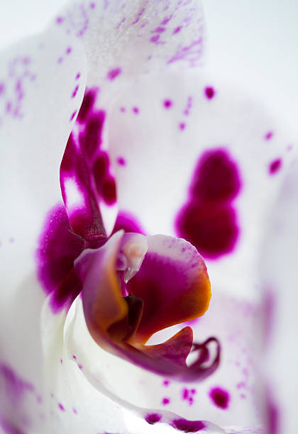 Cтоковое фото Орхидея