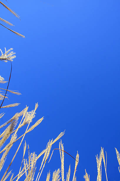 istock Vertical View of Winter Grass 504221360
