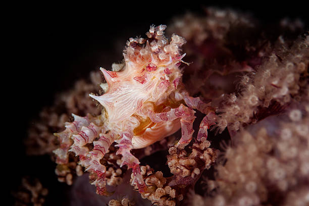 istock Soft Coral Crab in Pacific 504221980