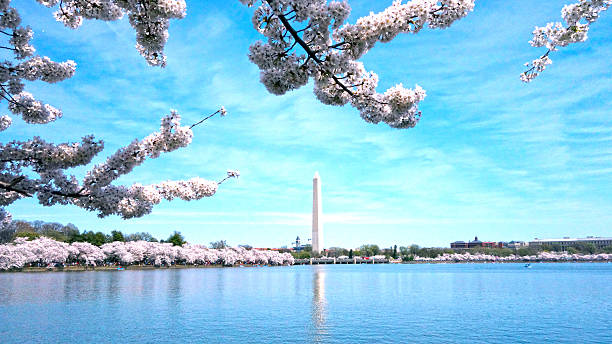 istock Cherry blossoms blooming in Washington DC. 504222094