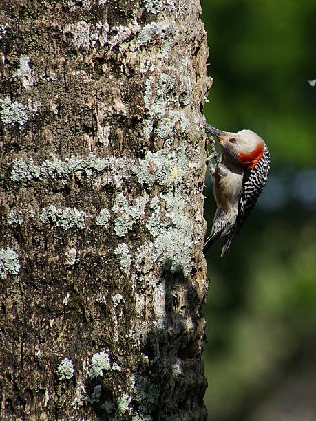 istock Red Bellied Woodpecker on Tree Head Turned Upside Down 504222128