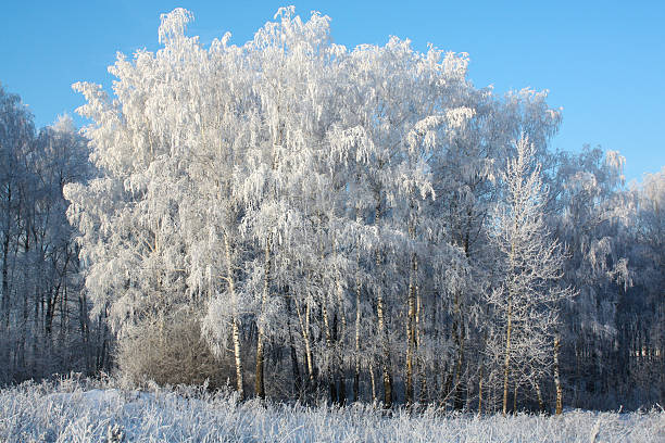 istock Early morning walk in the winter woods. 504222278