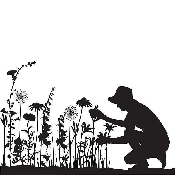 Gardener A vector silhouette illustration of a woman crouched down to tend to her flowers in her garden. gardening silhouettes stock illustrations