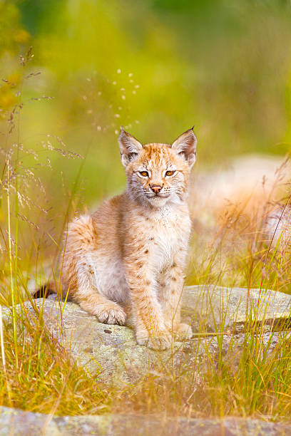 istock Cute lynx cub sits in grass 504223134