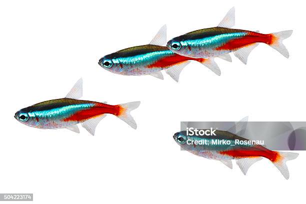 Swarm Of Neon Tetra Paracheirodon Innesi Freshwater Fish Isolated Stock Photo - Download Image Now