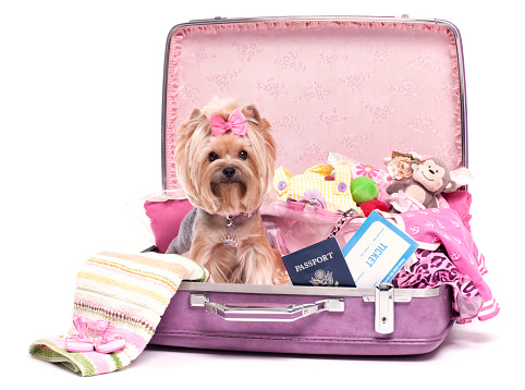 Yorkie Traveling with Suitcase, Passport, Clothes and Toys Isolated White
