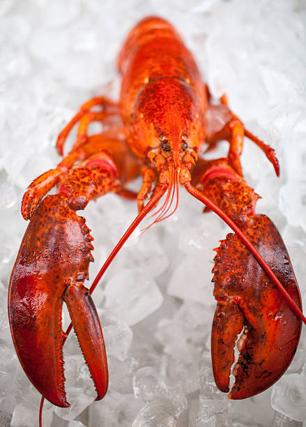 istock Canadian lobster 504224446