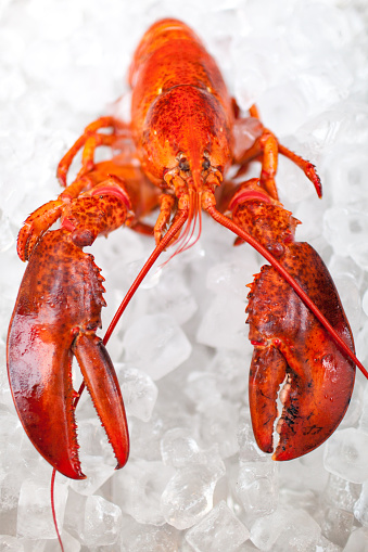 Close-up shot of a Canadian lobster on a bed of ice cubes.