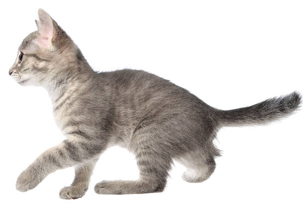 istock British shorthair tabby kitten funny 504224898