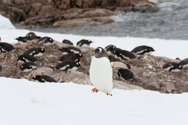 istock Gentoo penguin rookery, Neko Harbor, Antarctica 504225034