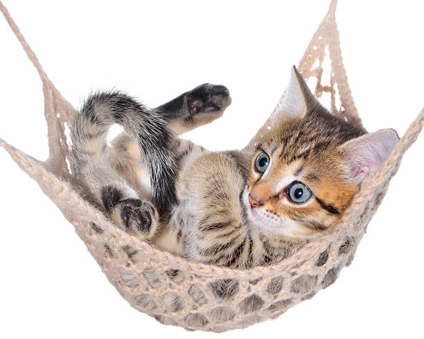 istock Short Hair brindle kitten lay in hammock 504225044