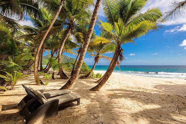 istock Tropical beach at Seychelles, palms and beach chairs 504225614