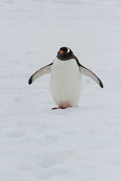 istock Gentoo penguin walking in snow 504225736