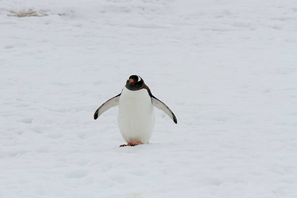 istock Gentoo penguin walking on snow 504225770