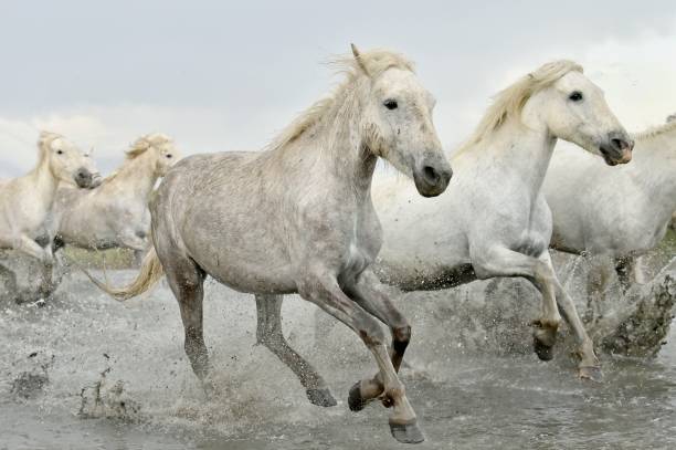 istock Herd of white horses running through water 504226118