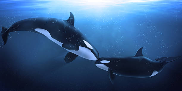 Pair of orca whales in the ocean waters Pair of orca whales in the ocean waters killer whale photos stock pictures, royalty-free photos & images