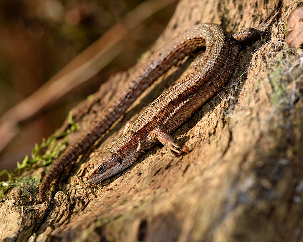 Viviparous lizard (Zootoca vivipara) A lizard on wood after being disturbed from hibernation zootoca vivipara stock pictures, royalty-free photos & images