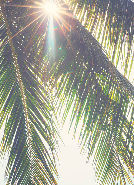 Palm leaves against sunset