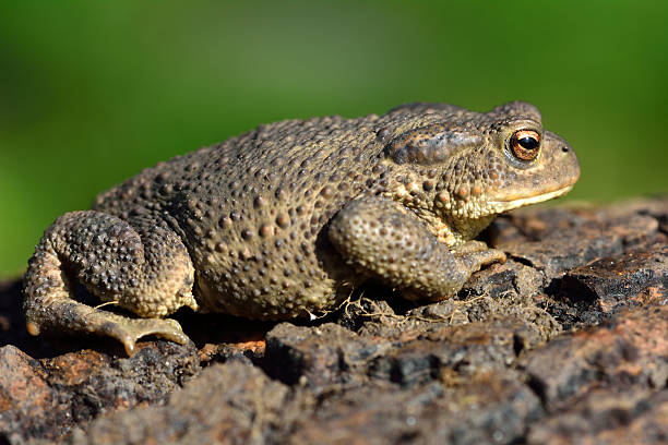 crapaud commun (bufo bufo) dans profil - common toad photos et images de collection