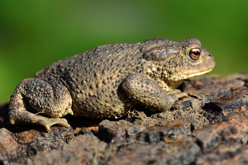 A common British and European toad shown in profile, with warty skin clearly visible