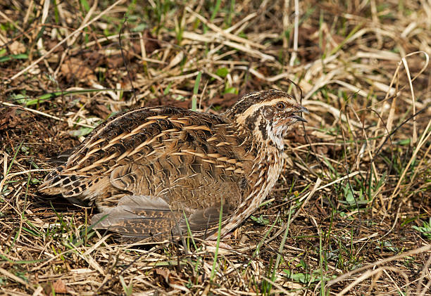 Male Common Quail (Coturnix coturni.) Male Common quail (Coturnix coturnix) in the wild. coturnix quail stock pictures, royalty-free photos & images