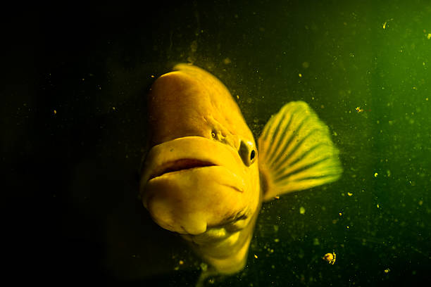 istock Giant gourami with the mystery concept. 504237347