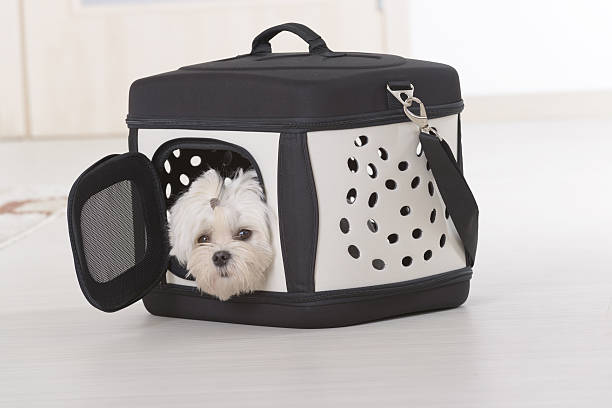 istock Dog sitting in transporter 504237851