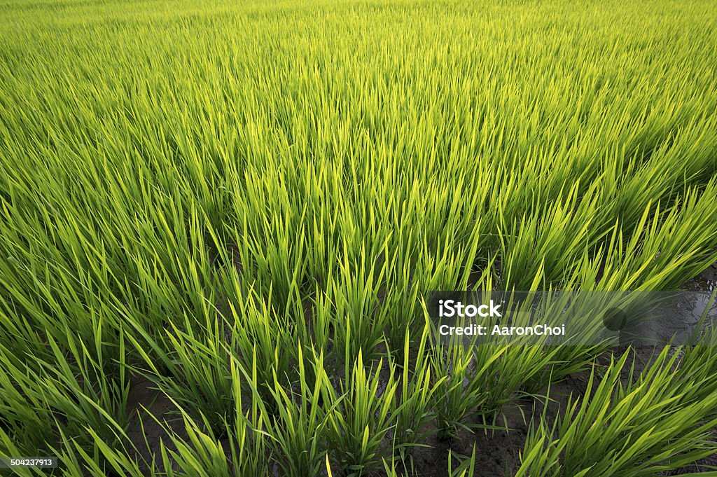 Sunset over rice farm Sunset over rice farm during summer in Korea. Agriculture Stock Photo