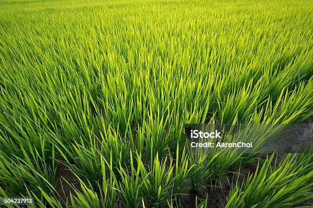 Sunset Over Rice Farm Stock Photo - Download Image Now - Agriculture, Asia, Asian Culture