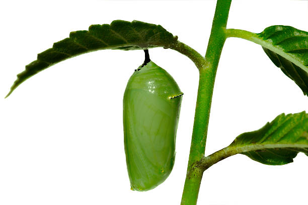 istock Butterfly Monarch ,Danaus plexippus, pupa 504238659