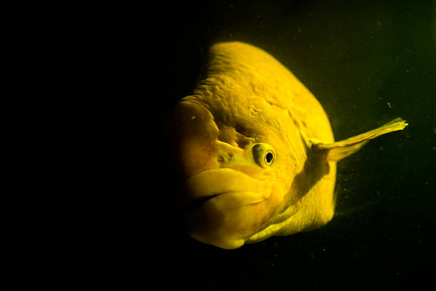 istock Giant gourami with the mystery concept. 504239063