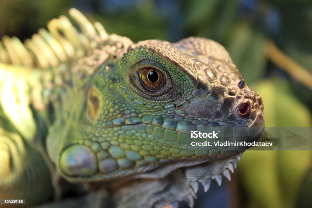 green iguana lies and looks into the camera Animal Stock Photo