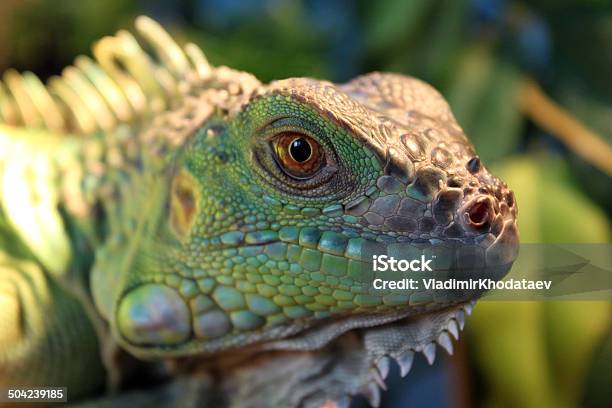 Green Iguana Lies And Looks Into The Camera Stock Photo - Download Image Now - Animal, Animal Body, Animal Body Part